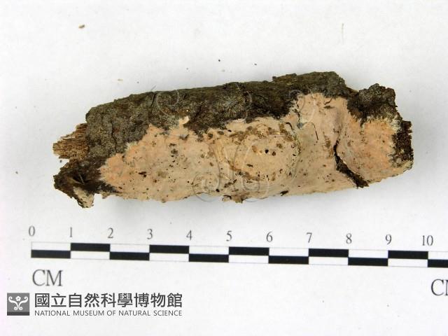 登錄號:F0022698藏品圖，第3張