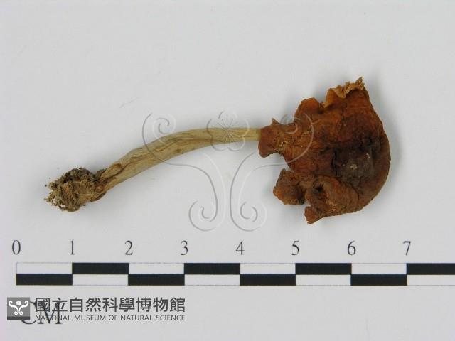 濕傘屬藏品圖，第1張