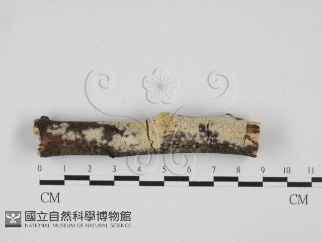 登錄號:F0027698藏品圖，第1張