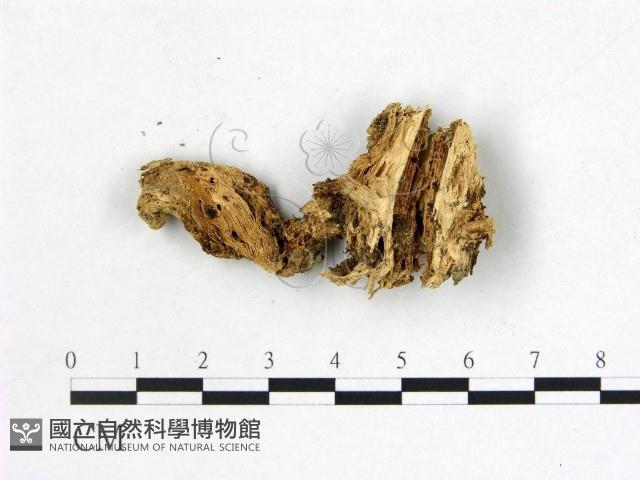 登錄號:F0007698藏品圖，第1張