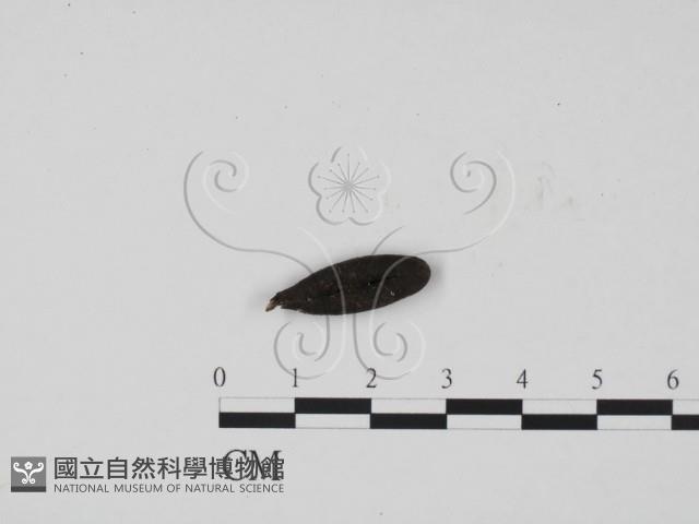 炭角菌屬藏品圖，第1張
