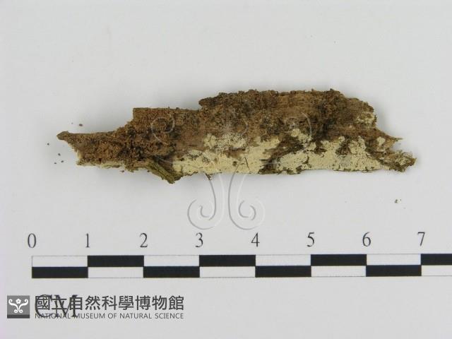 登錄號:F0015698藏品圖，第1張