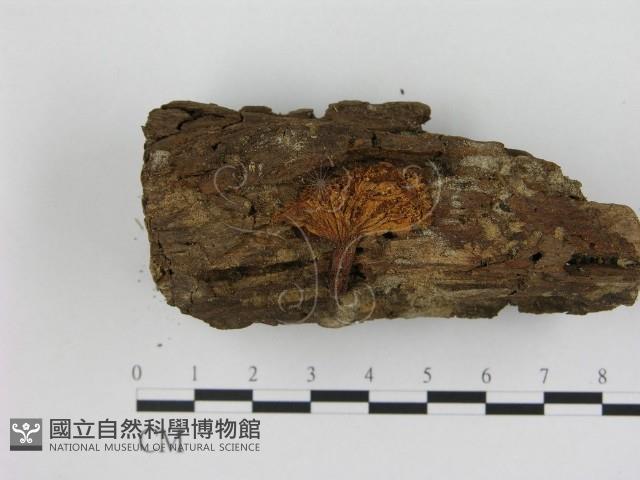 登錄號:F0009698藏品圖，第1張