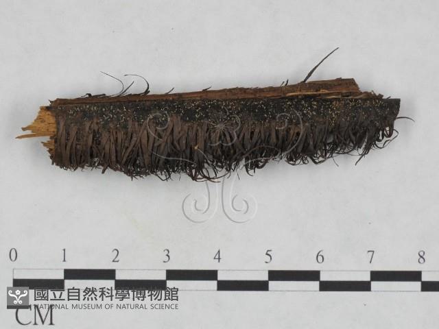 登錄號:F0023698藏品圖，第1張