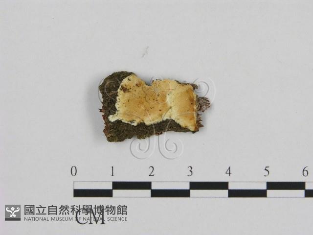 寡孔菌屬藏品圖，第1張