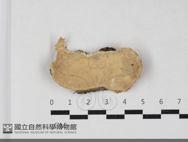 栓菌屬藏品圖，第1張
