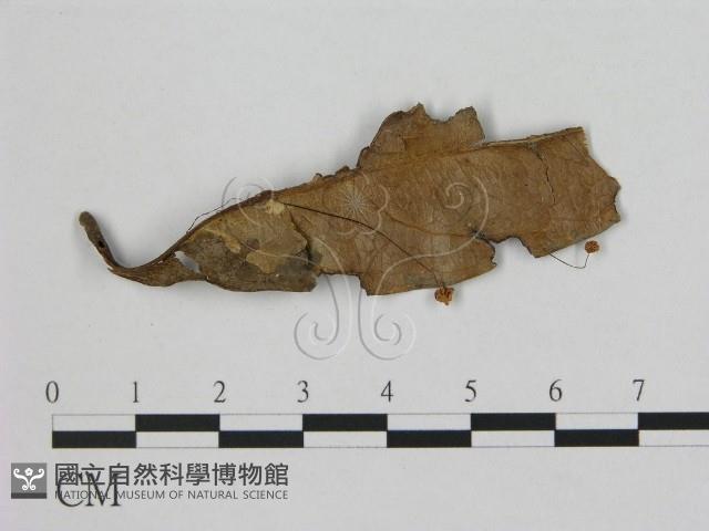 登錄號:F0008498藏品圖，第1張