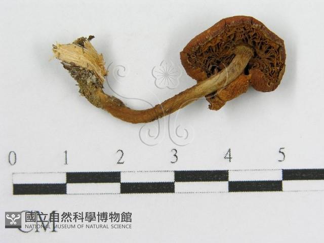 登錄號:F0000498藏品圖，第1張