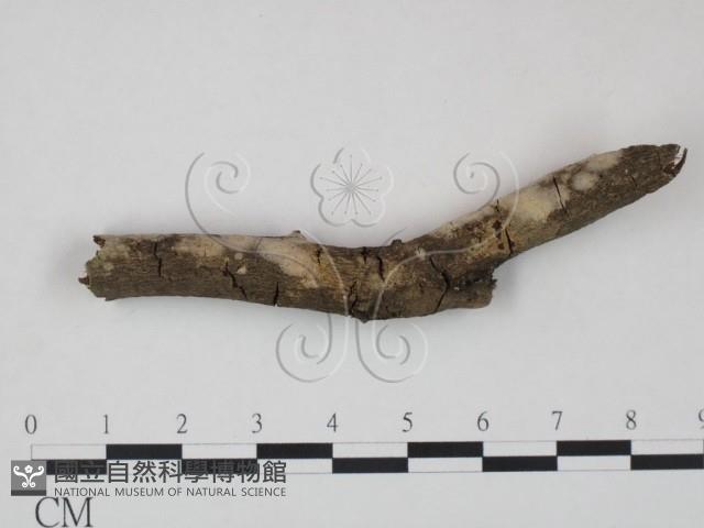 登錄號:F0010498藏品圖，第1張