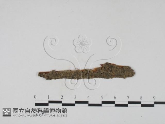 登錄號:F0011498藏品圖，第1張