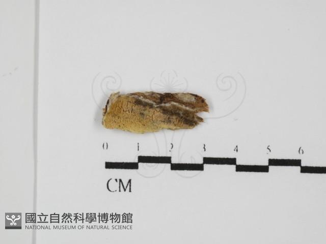 登錄號:F0031498藏品圖，第1張