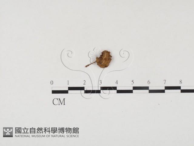 登錄號:F0024498藏品圖，第1張