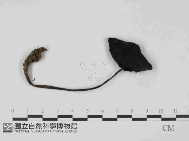 登錄號:F0014498藏品圖，第1張