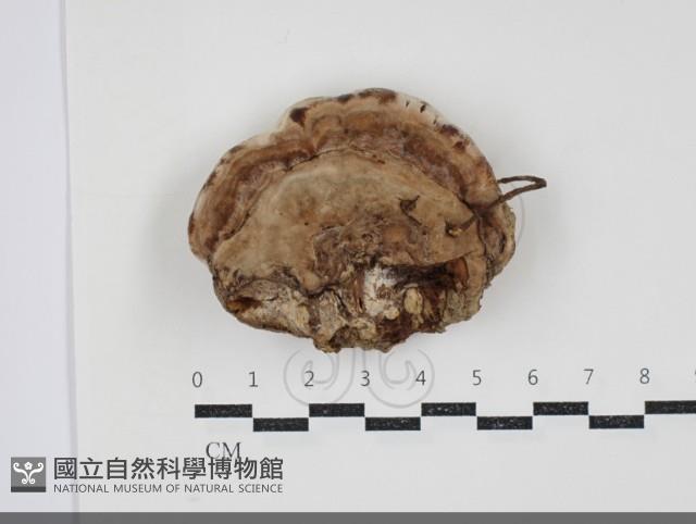 登錄號:F0034498藏品圖，第1張