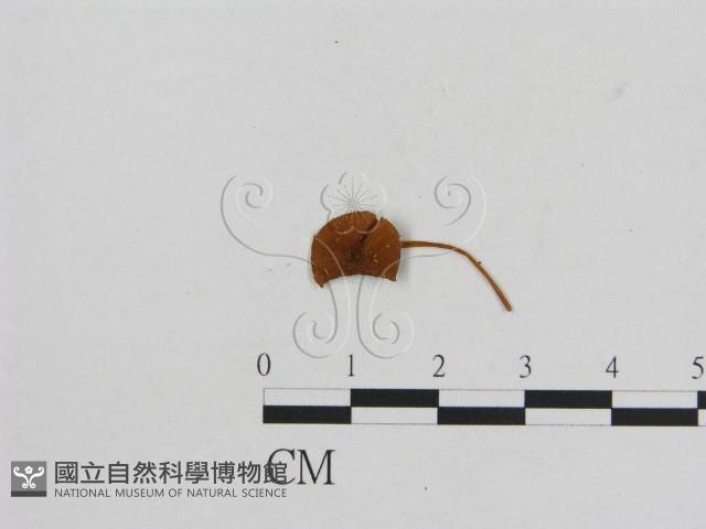 小菇屬藏品圖，第1張