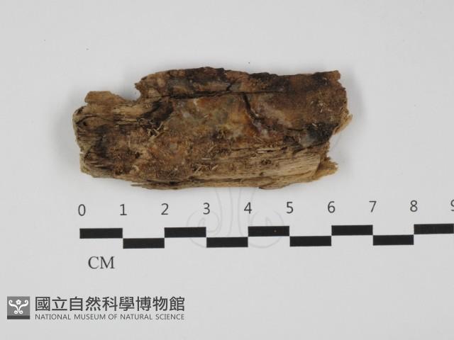 登錄號:F0032498藏品圖，第1張