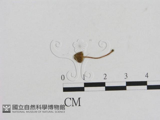 小菇屬藏品圖，第1張