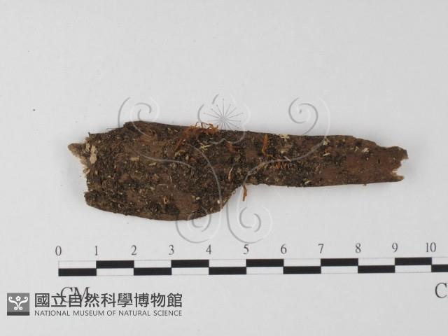 登錄號:F0025498藏品圖，第1張