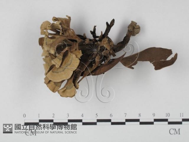 棕色革菌藏品圖，第1張