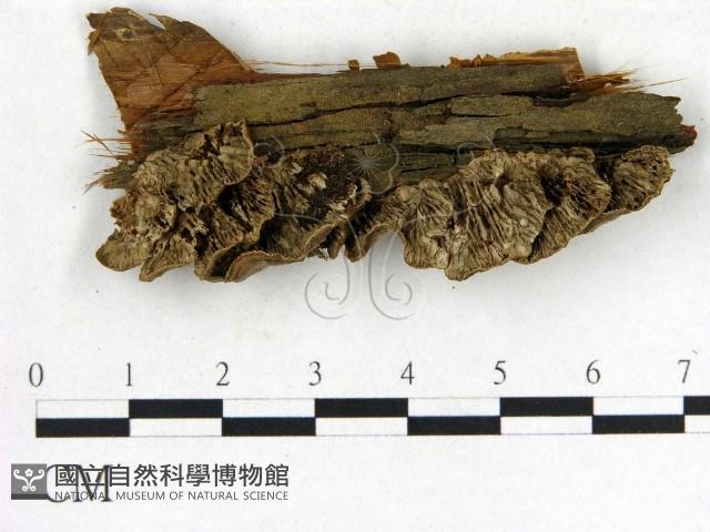 登錄號:F0015498藏品圖，第1張