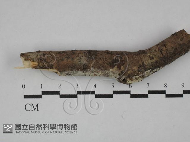 登錄號:F0029498藏品圖，第3張