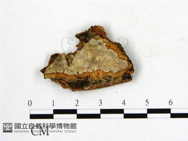 登錄號:F0009498藏品圖，第1張