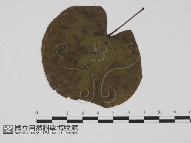 登錄號:F0019498藏品圖，第1張