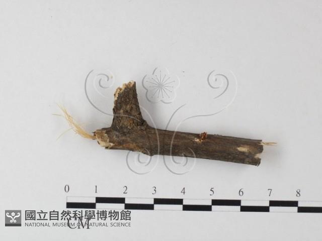 登錄號:F0023498藏品圖，第1張