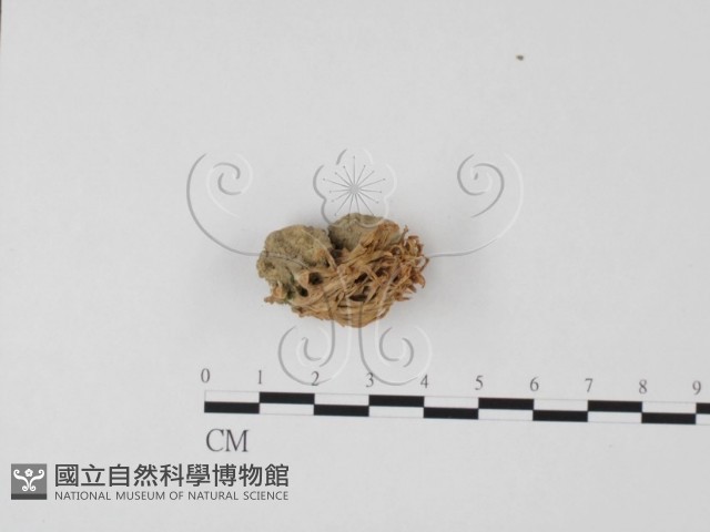 登錄號:F0003498藏品圖，第1張