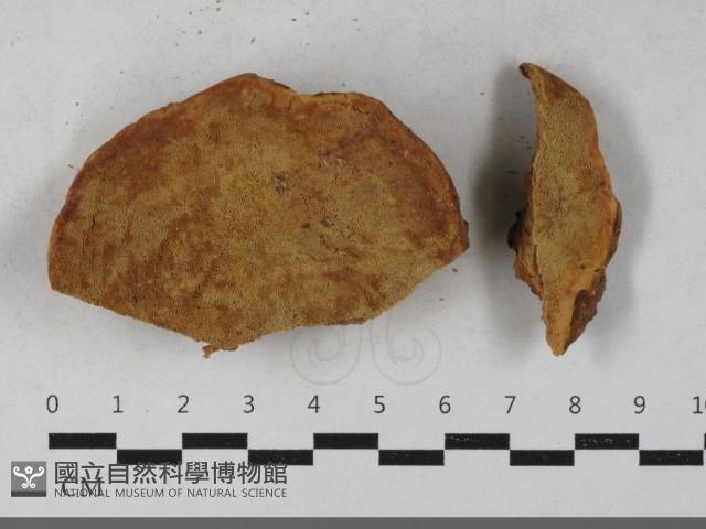 登錄號:F0033498藏品圖，第1張