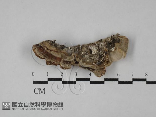 栓菌屬藏品圖，第1張