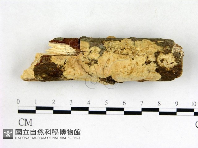 膠孔菌屬藏品圖，第1張