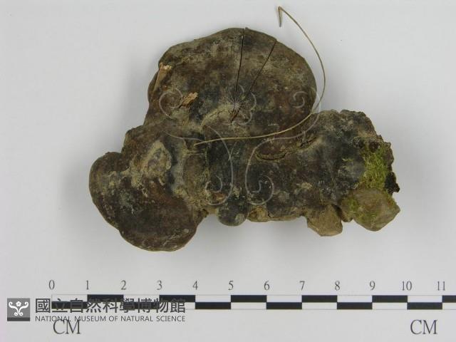 登錄號:F0010798藏品圖，第1張