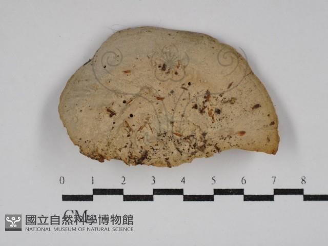 登錄號:F0030798藏品圖，第1張