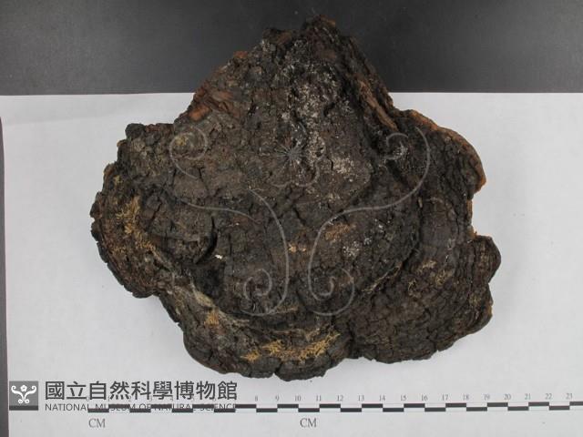 桑黃藏品圖，第1張