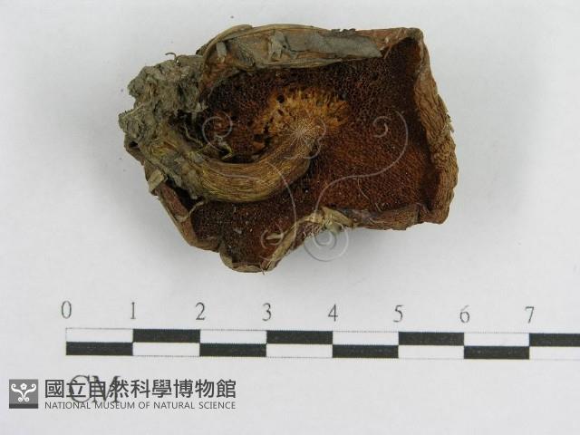 登錄號:F0004798藏品圖，第1張