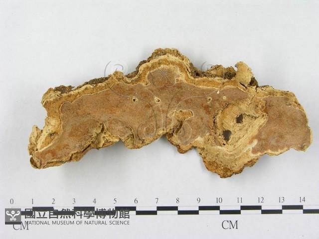 登錄號:F0014798藏品圖，第1張