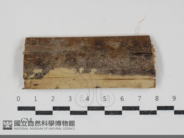 登錄號:F0034798藏品圖，第1張