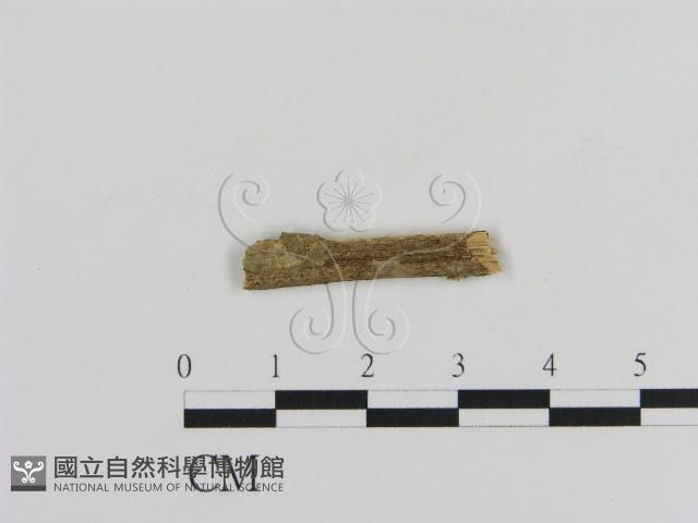 登錄號:F0002798藏品圖，第1張