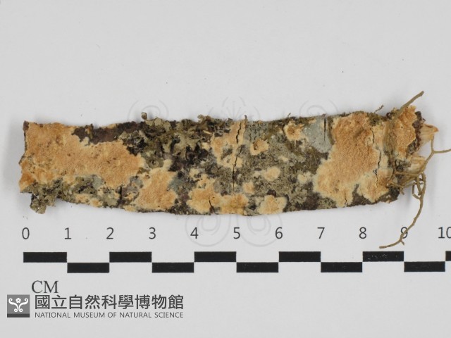 登錄號:F0032798藏品圖，第1張