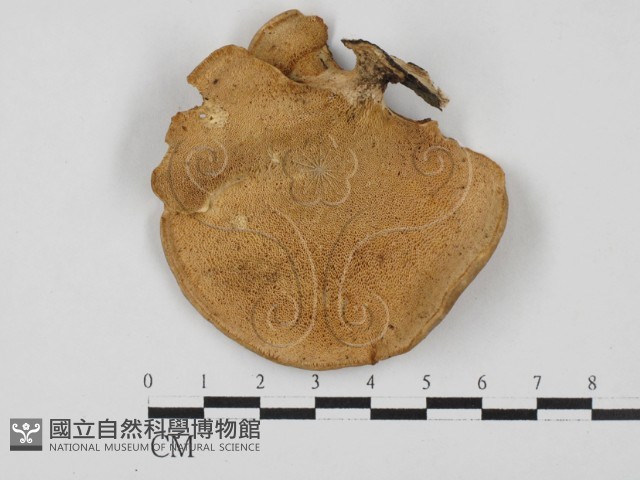 多孔菌屬藏品圖，第1張