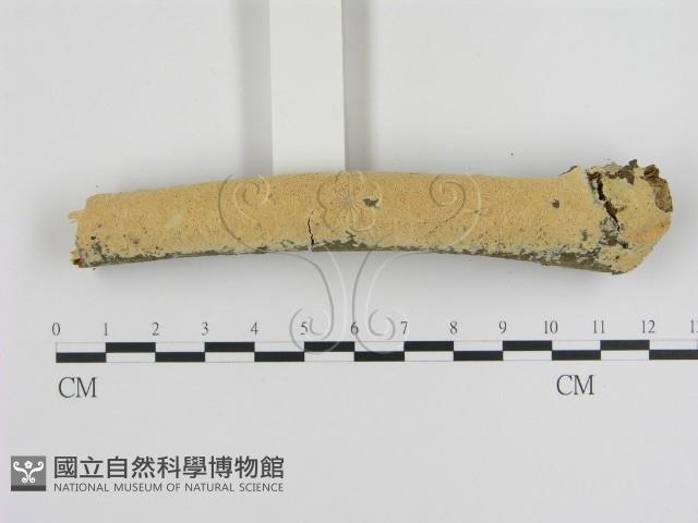 登錄號:F0007798藏品圖，第1張