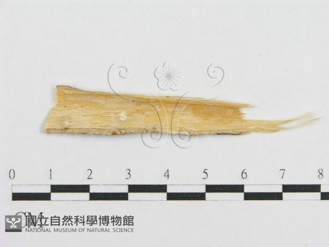 登錄號:F0017798藏品圖，第1張