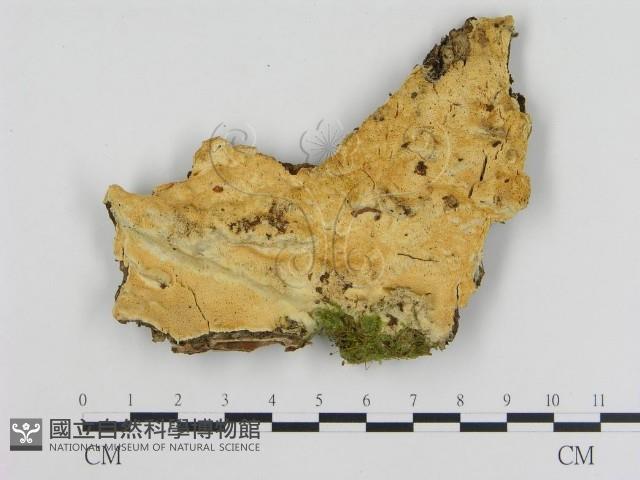 登錄號:F0005798藏品圖，第1張