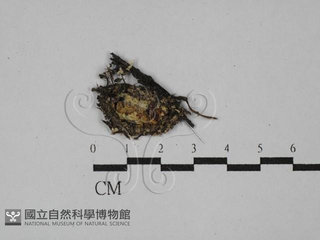 登錄號:F0009798藏品圖，第1張