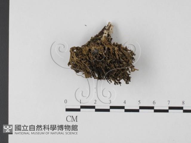 登錄號:F0003798藏品圖，第1張