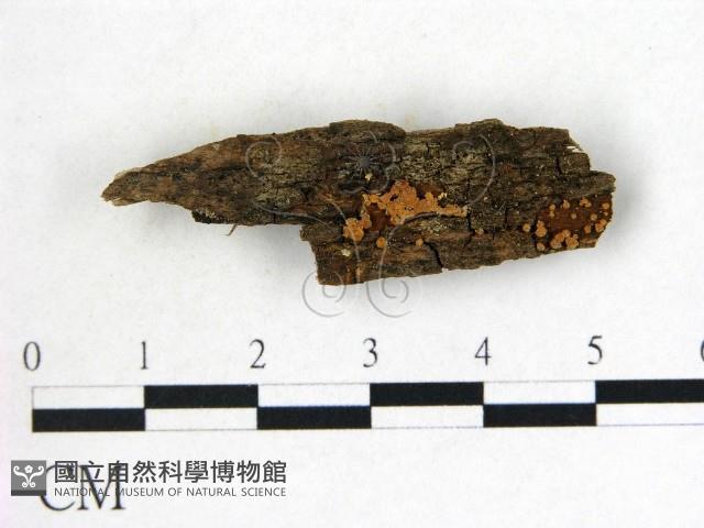 登錄號:F0013798藏品圖，第1張