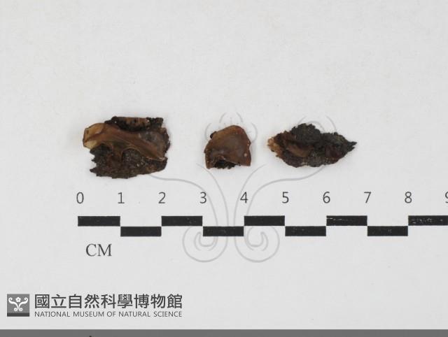 登錄號:F0033798藏品圖，第1張