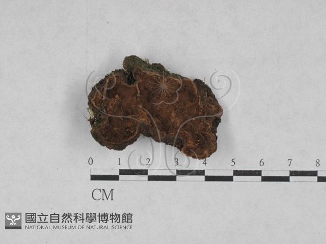 登錄號:F0028598藏品圖，第1張