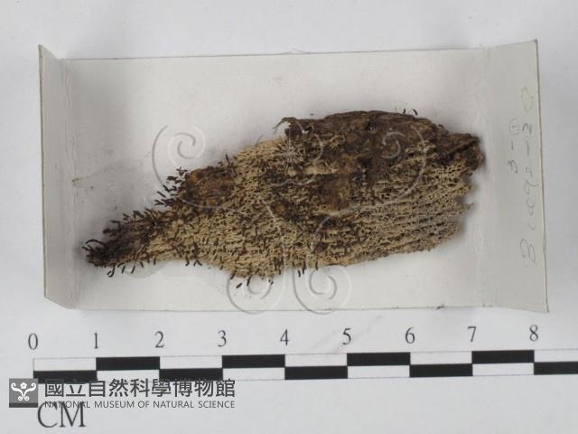 登錄號:F0020598藏品圖，第1張